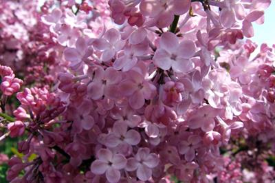 Syringa vulgaris